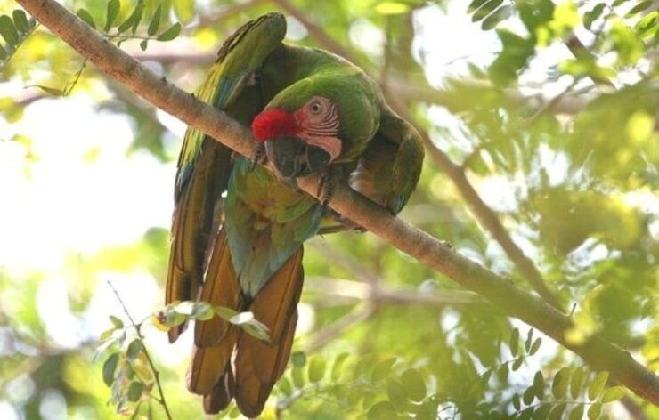 Puerto Vallarta: Tour at El Tuito and Rancho Primavera - Good To Know