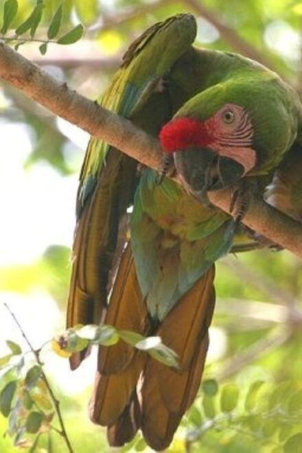 Puerto Vallarta: Tour at El Tuito and Rancho Primavera - Specialized Bird Guides