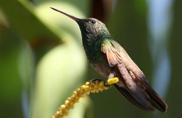 Puerto Vallarta: Tour at El Tuito and Rancho Primavera - Included Transportation and Amenities