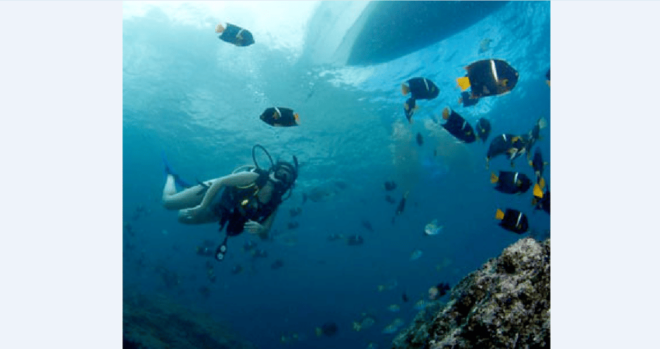 Puerto Vallarta: Underwater Wonderland at Los Arcos - Highlights of the Experience