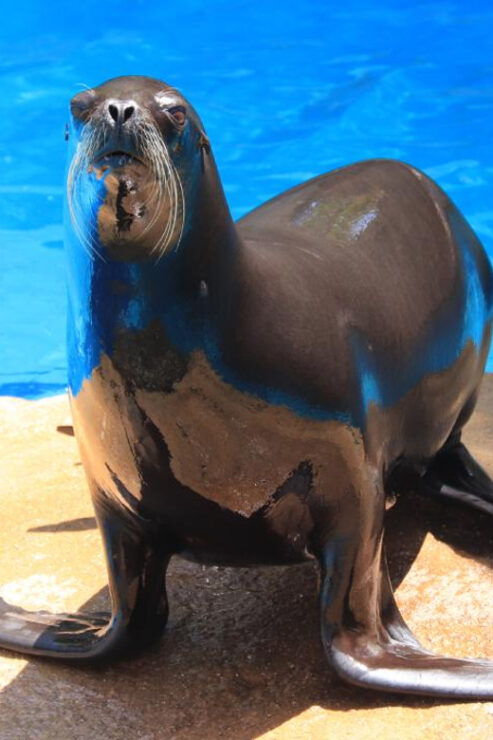 Puerto Vallarta: Unforgettable Sea Lion Encounter - Overview of the Activity