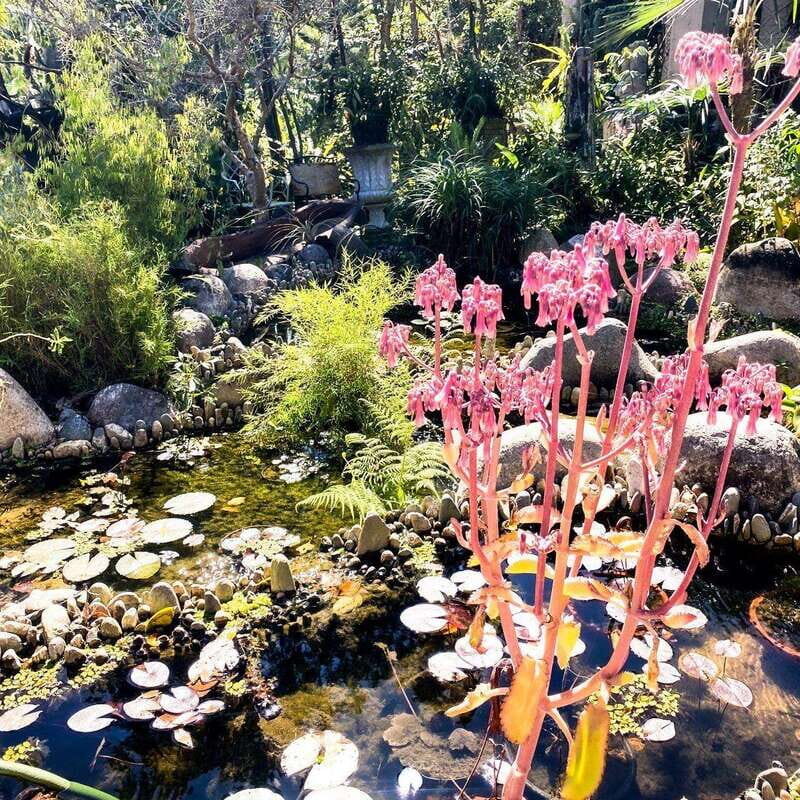 Puerto Vallarta: Vallarta's Botanical Garden by Sea or Land - Good To Know