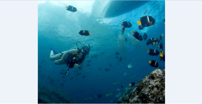 Puerto Vallarta: Whale Encounter Expedition - Tour Details