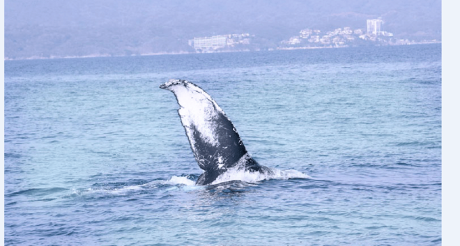 Puerto Vallarta: Whale Encounter Expedition - Whale Biology and Behavior