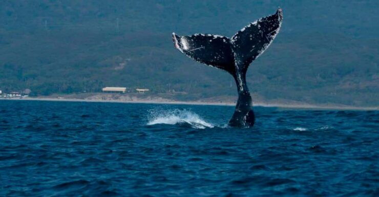 Puerto Vallarta: Whale Watching - Good To Know