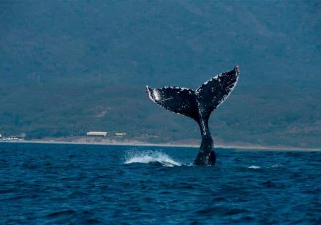 Puerto Vallarta: Whale Watching - Tour Features