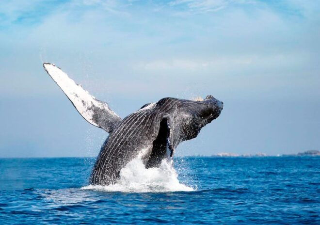 Puerto Vallarta: Whale Watching - Inclusions