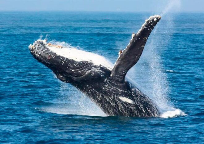 Puerto Vallarta: Whale Watching - Preparation and Meeting