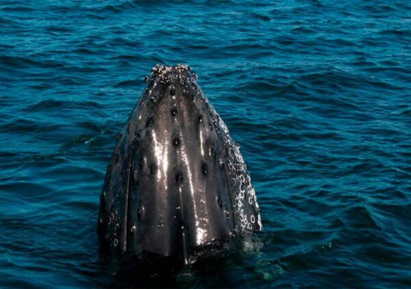 Puerto Vallarta: Whale Watching - Booking and Reservations