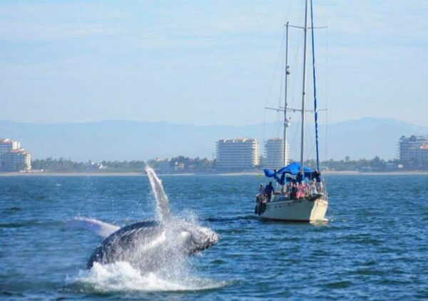 Puerto Vallarta: Whale Watching - What to Expect