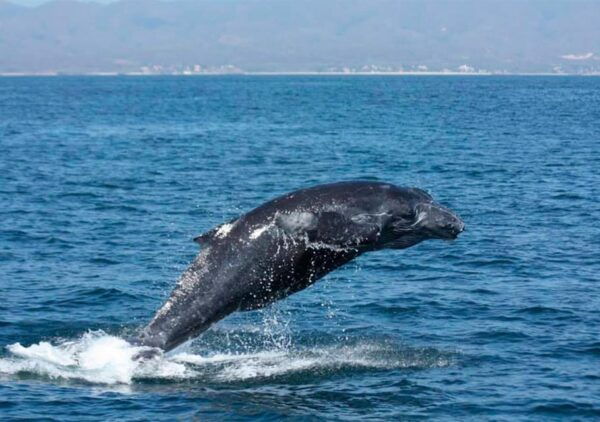 Puerto Vallarta: Whale Watching - Memorable Whale Encounters
