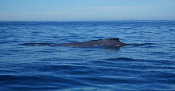 Puerto Vallarta: Whale Watching - Good To Know