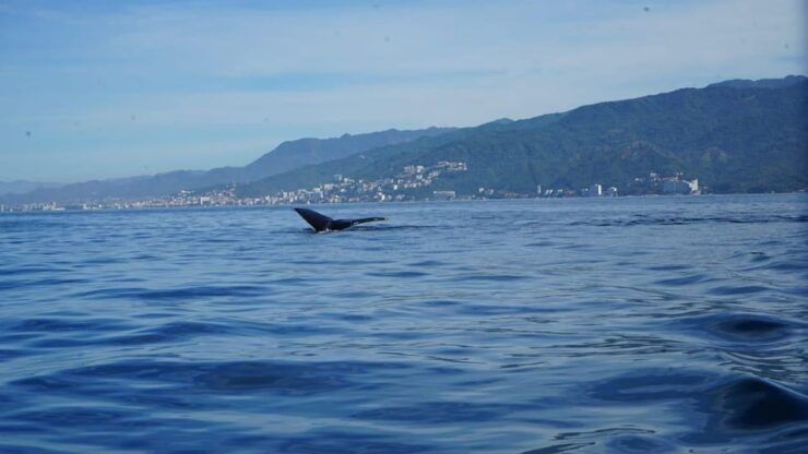 Puerto Vallarta: Whale Watching - Majestic Humpback Whales