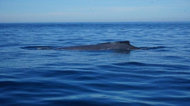 Puerto Vallarta: Whale Watching - Experienced Captains