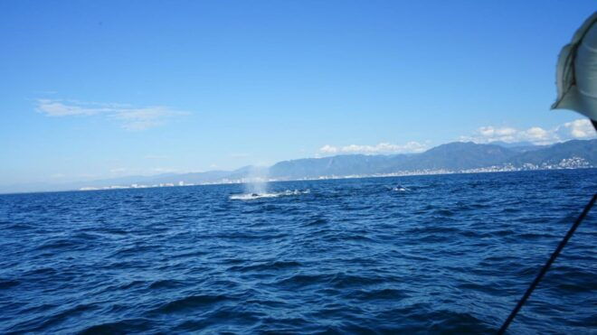 Puerto Vallarta: Whale Watching - Scenic Coastal Landscapes