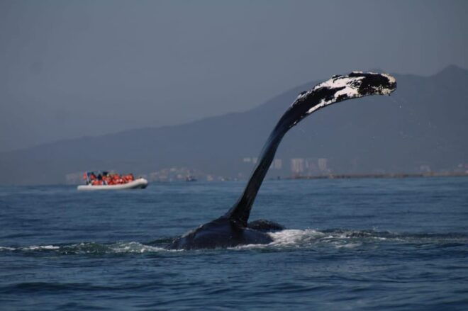 Puerto Vallarta: Whale Watching - Life Vests and Equipment