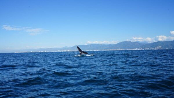 Puerto Vallarta: Whale Watching - Port Tax and Parking