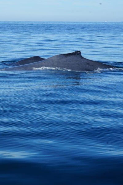Puerto Vallarta: Whale Watching - Booking and Cancellation