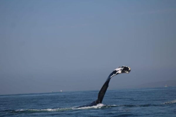 Puerto Vallarta: Whale Watching - Exploring Puerto Vallarta