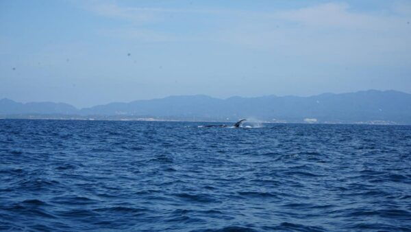 Puerto Vallarta: Whale Watching - Frequently Asked Questions