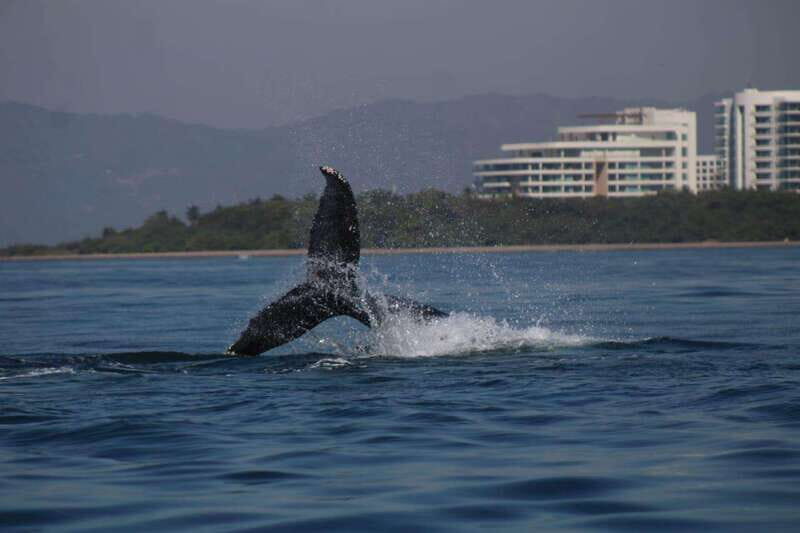 Puerto Vallarta: Whale watching - The Experience of Whale Watching in Puerto Vallarta