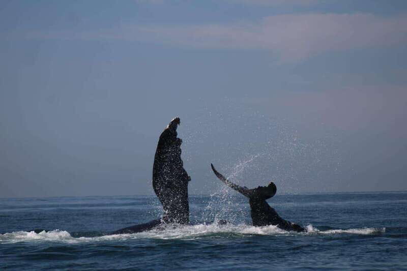 Puerto Vallarta: Whale watching - Price and Value Analysis