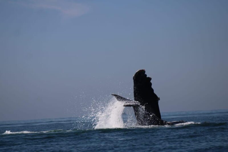 Puerto Vallarta: Whale watching - Who Is This Tour Best For?