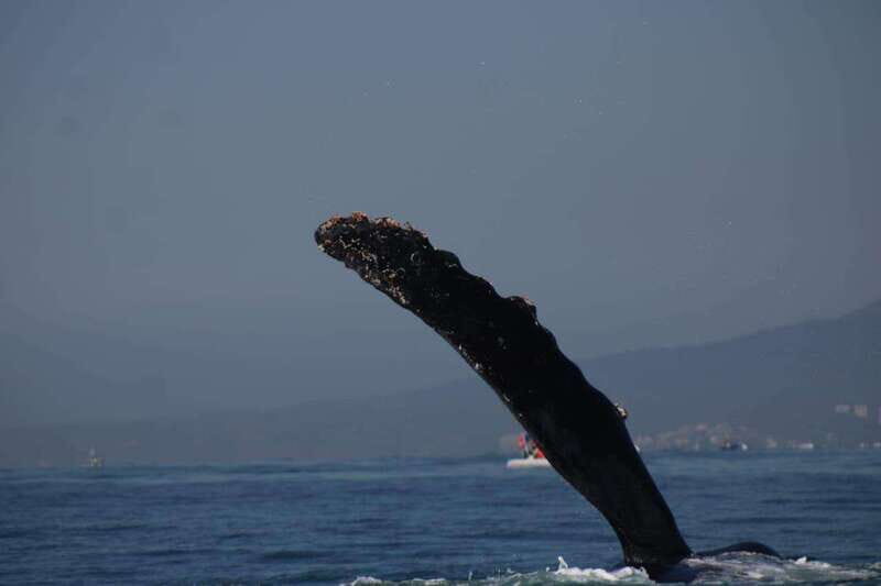 Puerto Vallarta: Whale watching - The Sum Up
