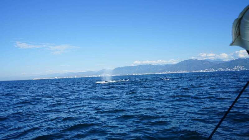 Puerto Vallarta: Whale watching - FAQ