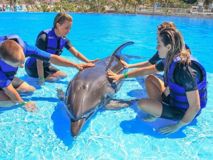 Puerto Vallarta: Whale Watching and Swimming With Dolphins - Good To Know
