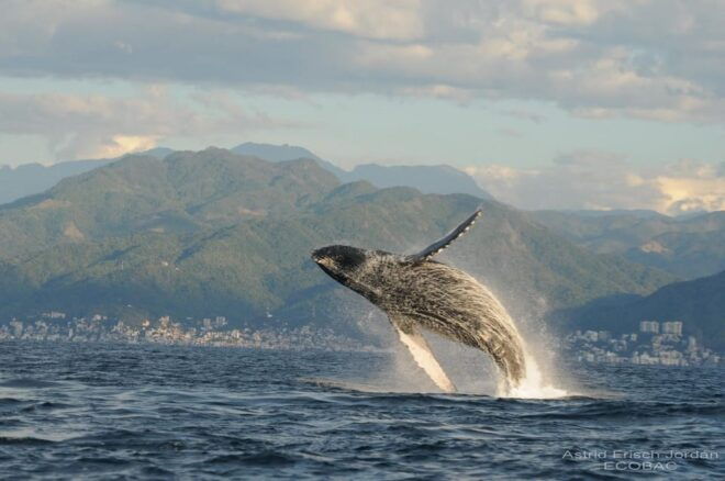 Puerto Vallarta: Whale Watching and Swimming With Dolphins - Dolphin Swim Experience