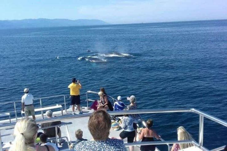 Puerto Vallarta: Whale Watching Beach Bay - Good To Know