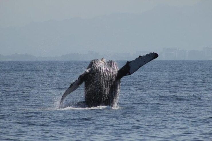 Puerto Vallarta: Whale Watching Beach Bay - Booking Information