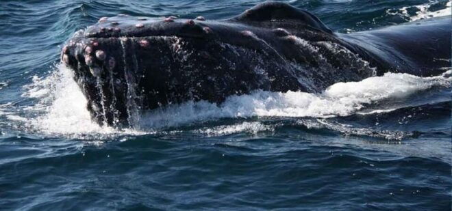 Puerto Vallarta: Whale Watching Beach Bay - Included Amenities