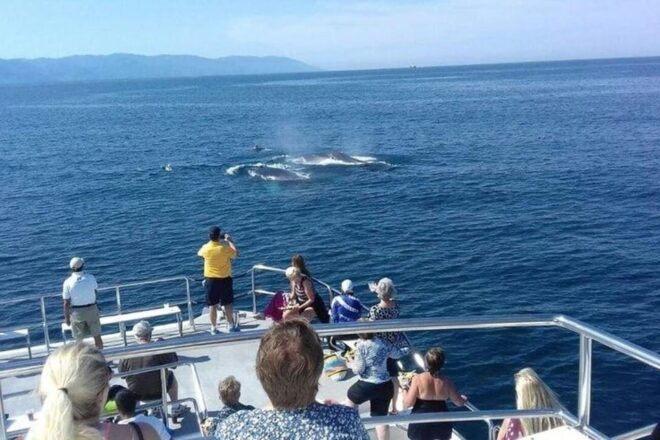 Puerto Vallarta: Whale Watching Beach Bay - Meeting and Availability