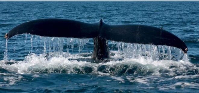 Puerto Vallarta: Whale Watching Beach Bay - Memorable Moments
