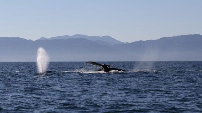 Puerto Vallarta: Whale Watching Encounter - Whale Watching Highlights