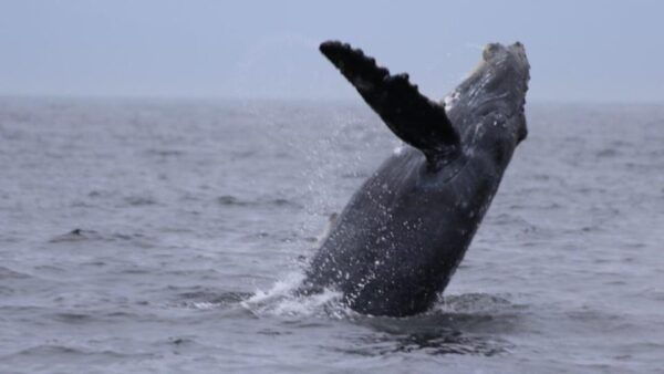 Puerto Vallarta: Whale Watching Encounter - Getting to the Location