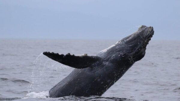 Puerto Vallarta: Whale Watching Encounter - About Puerto Vallarta