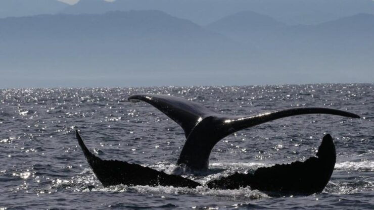 Puerto Vallarta: Whale Watching Encounter - Booking Information