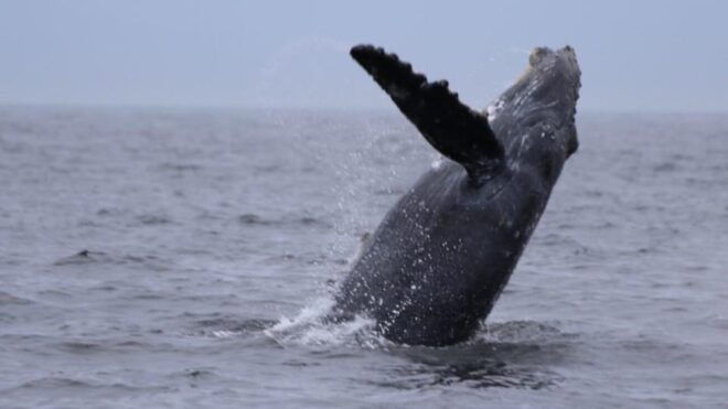 Puerto Vallarta: Whale Watching Encounter - Guided Tour Features