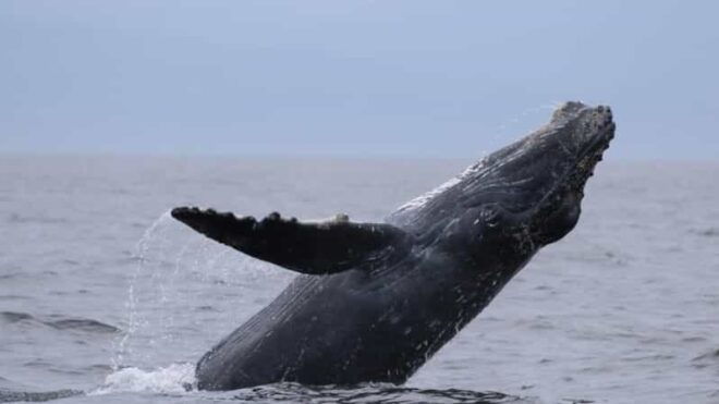 Puerto Vallarta: Whale Watching Encounter - Participant Restrictions