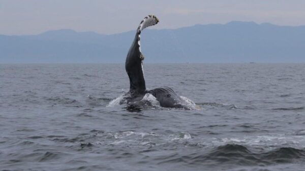 Puerto Vallarta: Whale Watching Encounter - What to Expect