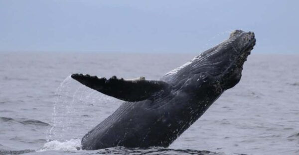Puerto Vallarta: Whale Watching Encounter - Frequently Asked Questions
