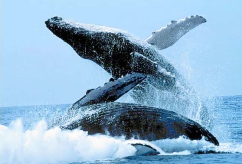 Puerto Vallarta: Whale Watching on Catamaran - Practical Tips for Booking and Enjoying the Tour