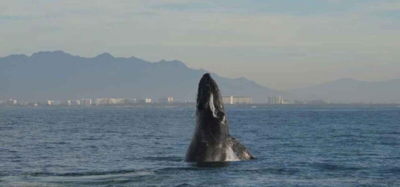 Puerto Vallarta: Whale Watching on Catamaran - Final Thoughts
