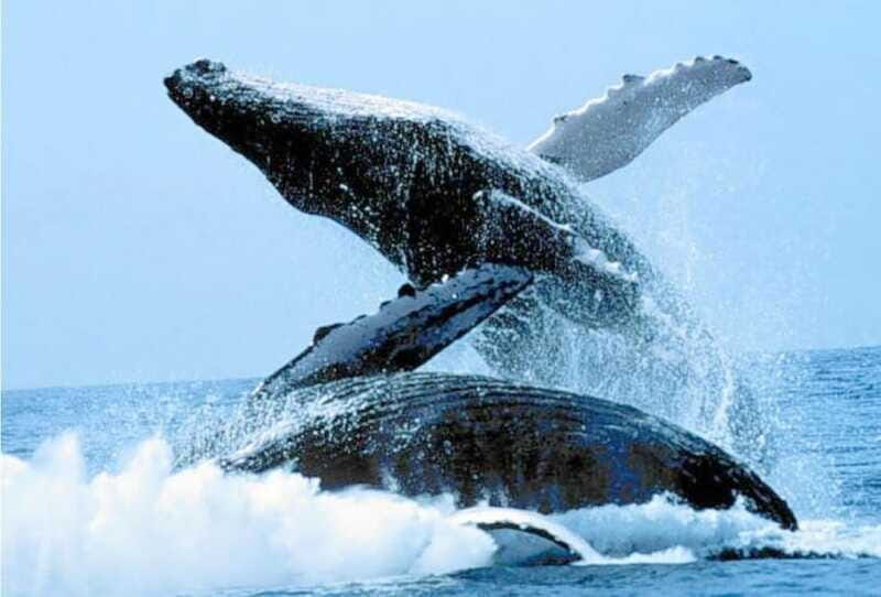 Puerto Vallarta: Whale Watching on Catamaran - FAQs