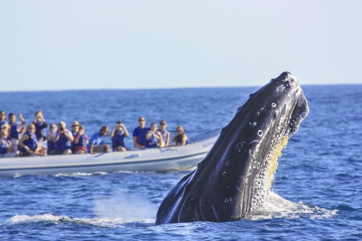 Puerto Vallarta: Whale Watching Photo Safari - Tour Highlights