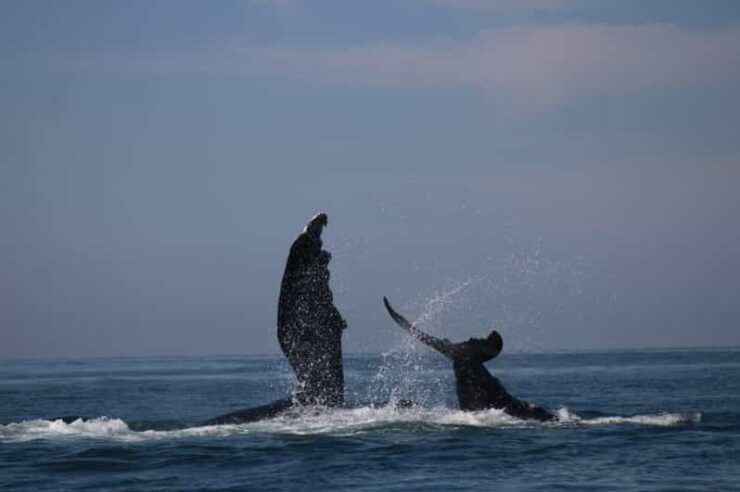 Puerto Vallarta: Whale Watching - Good To Know