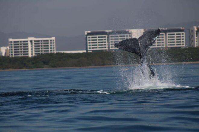 Puerto Vallarta: Whale Watching - Accessibility and Comfort